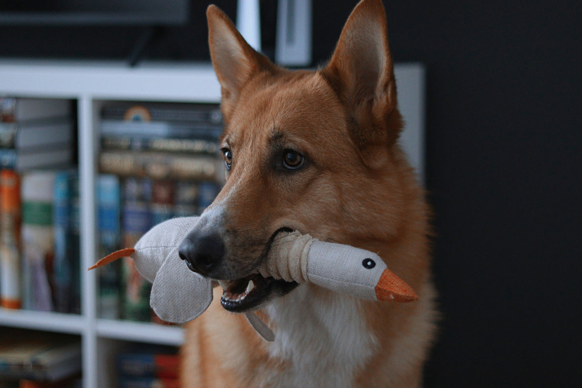 Dog playing with a toy indoors at home