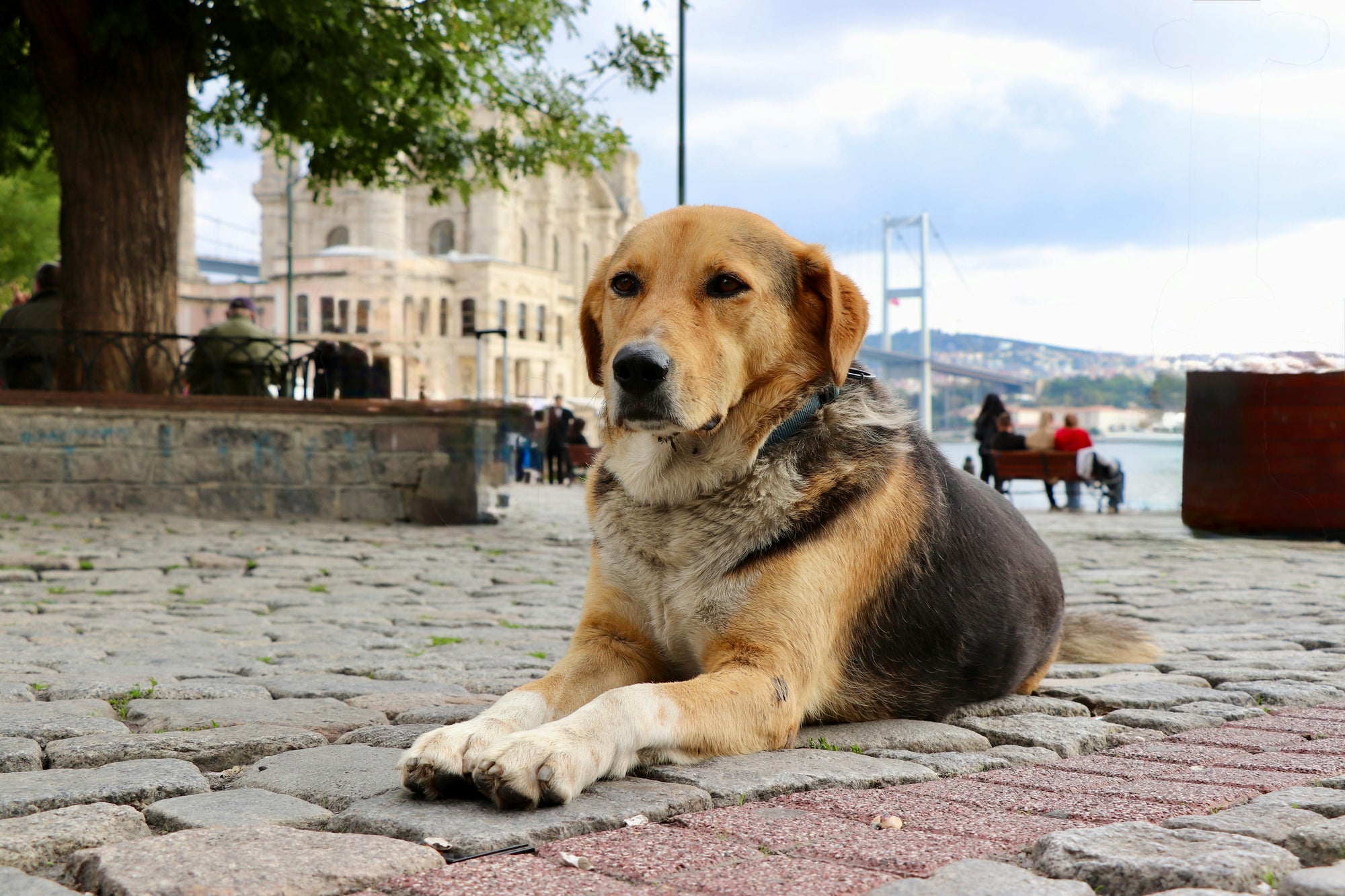 Street dog laying down in a open area