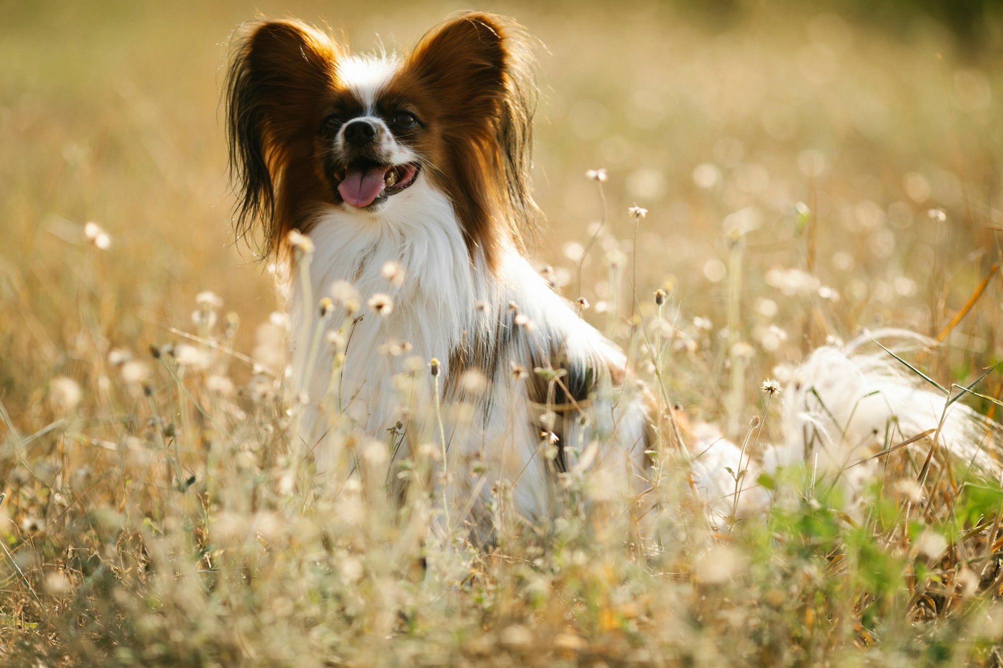 Dog standing up to look above the grass free of seasonal allergies