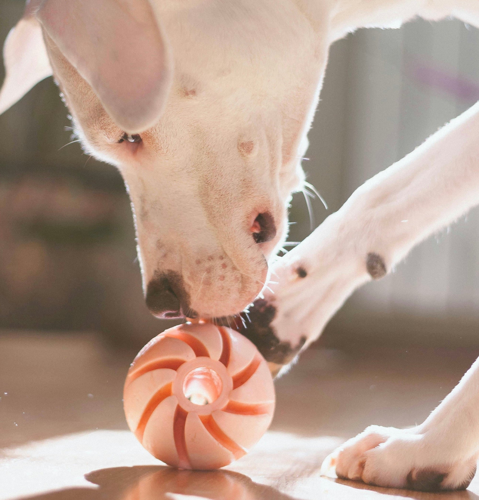 White dog playing with a treat dispenser toy