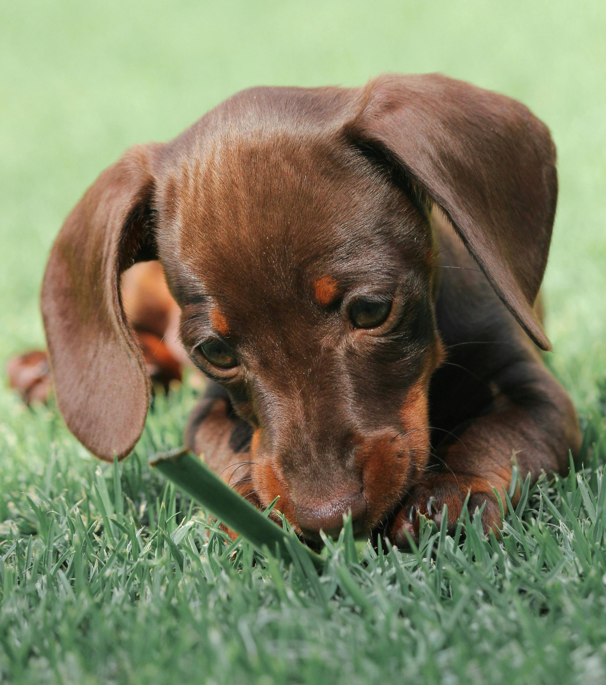 Puppy dog eating grass