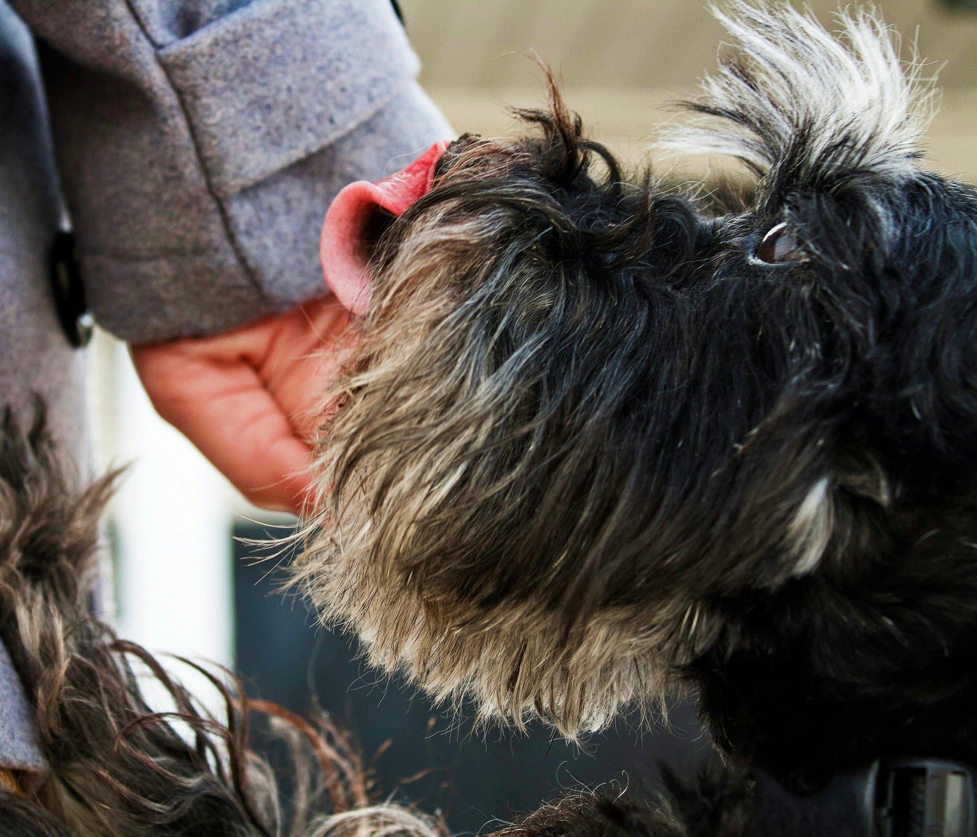 Dog licking it's owner's hand