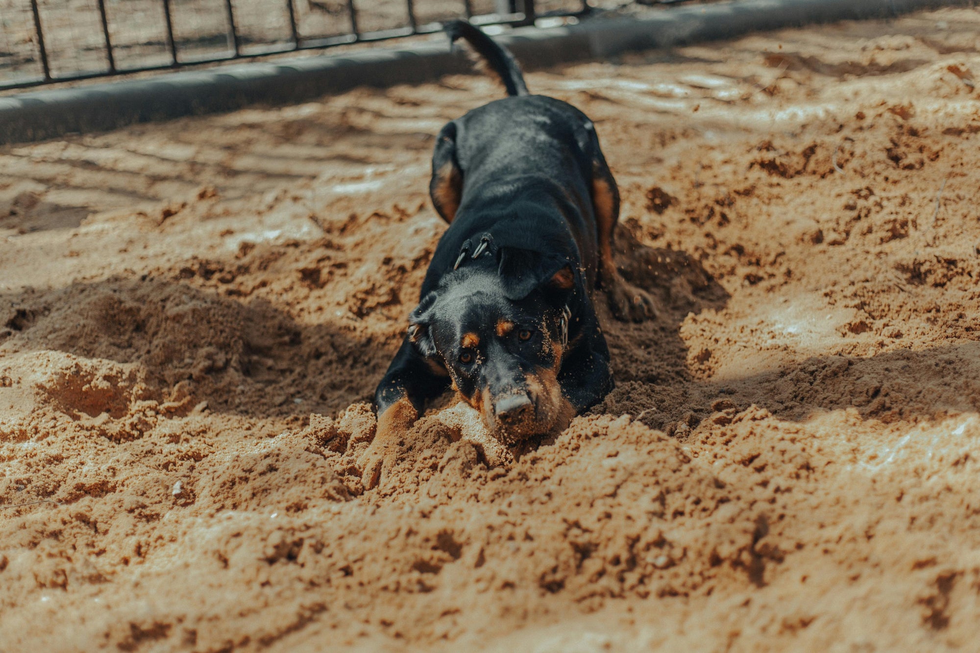 Dog digging