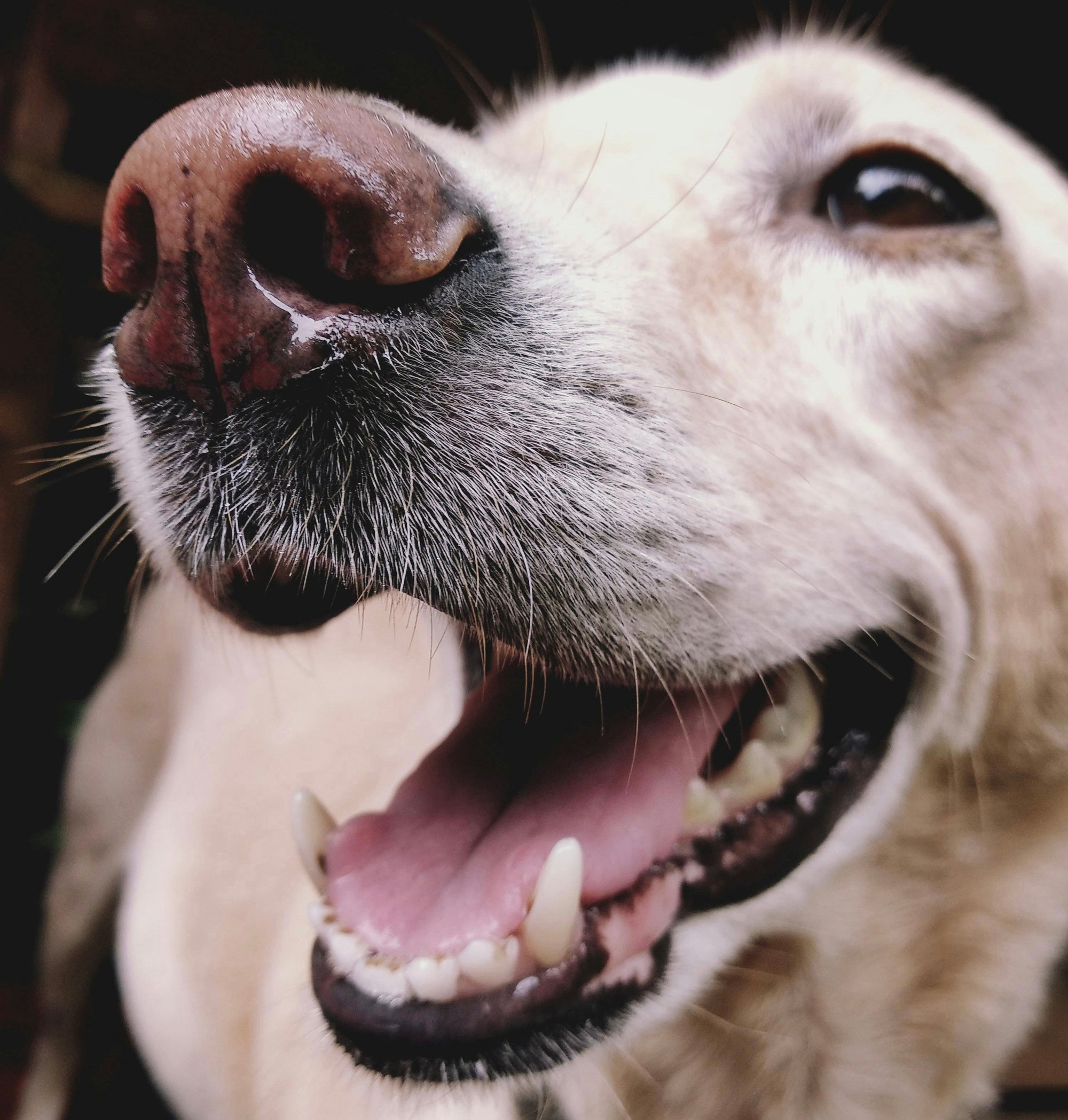 The Complete Guide to Dog Teeth & Gum Health: What Every Pet Parent Should Know