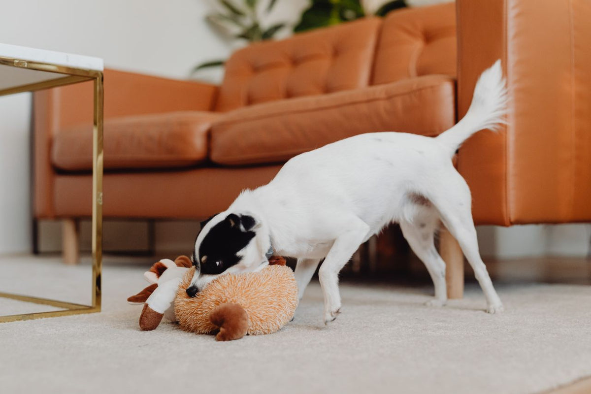 How often should you rotate your dog’s toys? A simple guide
