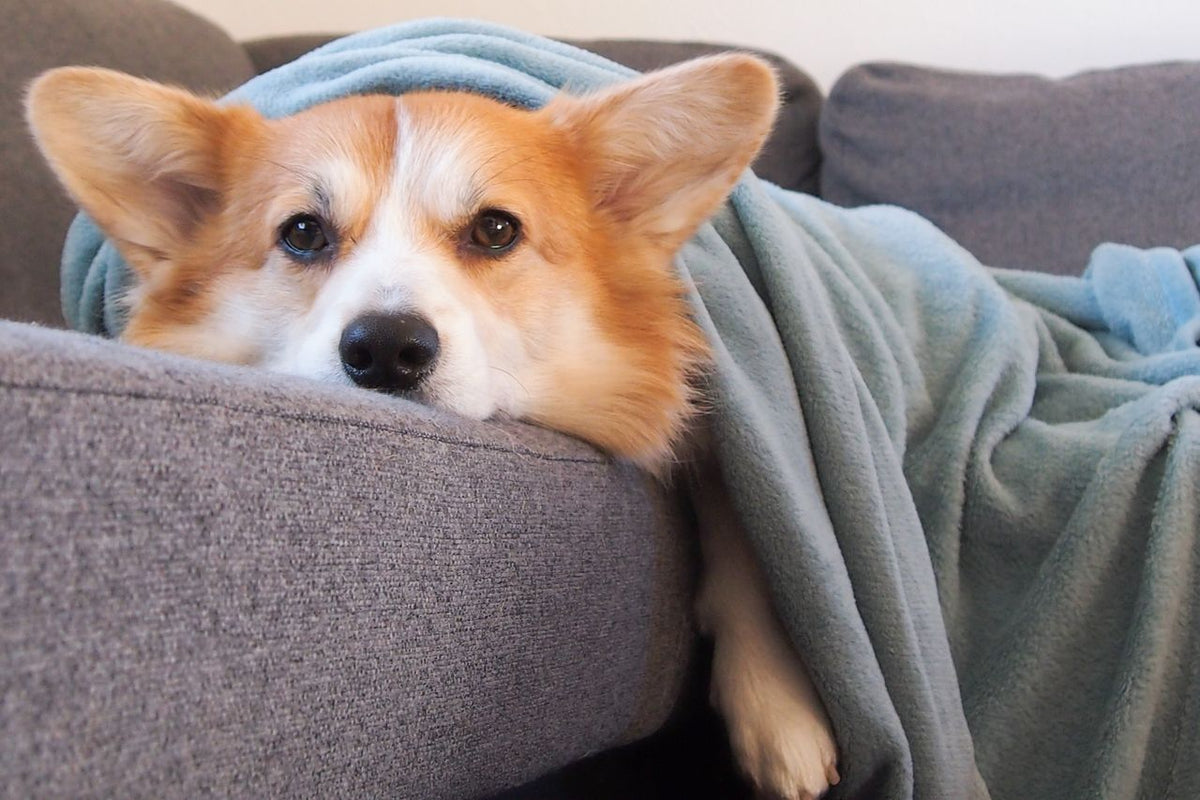 Signs Your Dog Is Bored (And What You Can Do About It)