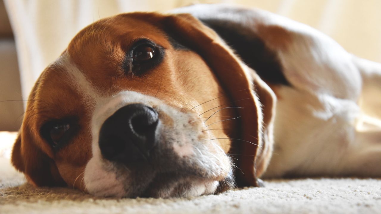 Could Your Dog Have Back Pain? Signs Every Owner Should Know