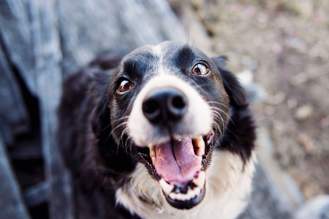 Why Does My Dog Have Bad Breath? Common Causes and Solutions