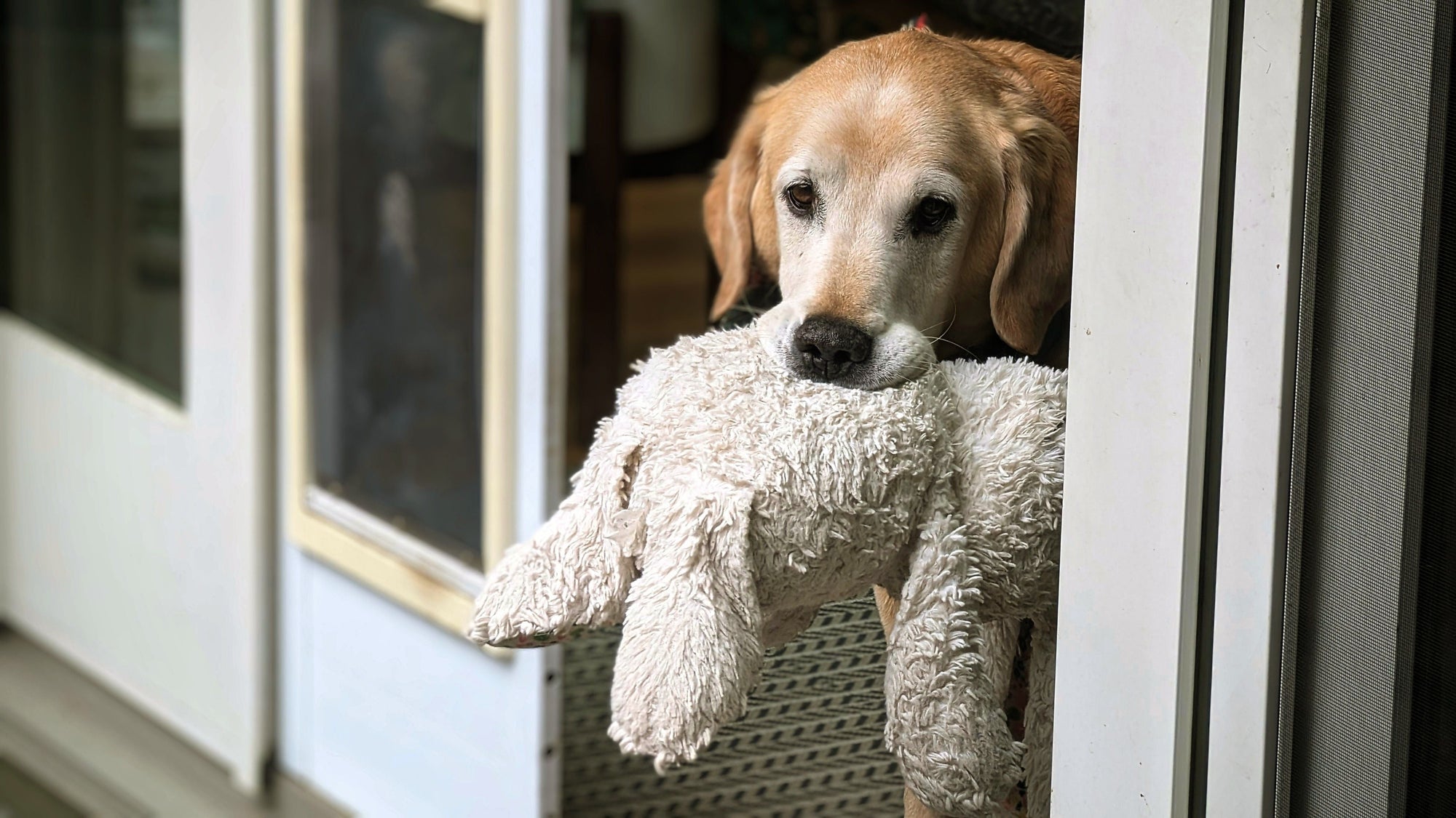 My Dog Brings Me Toys But Won’t Let Go: What Does It Mean?