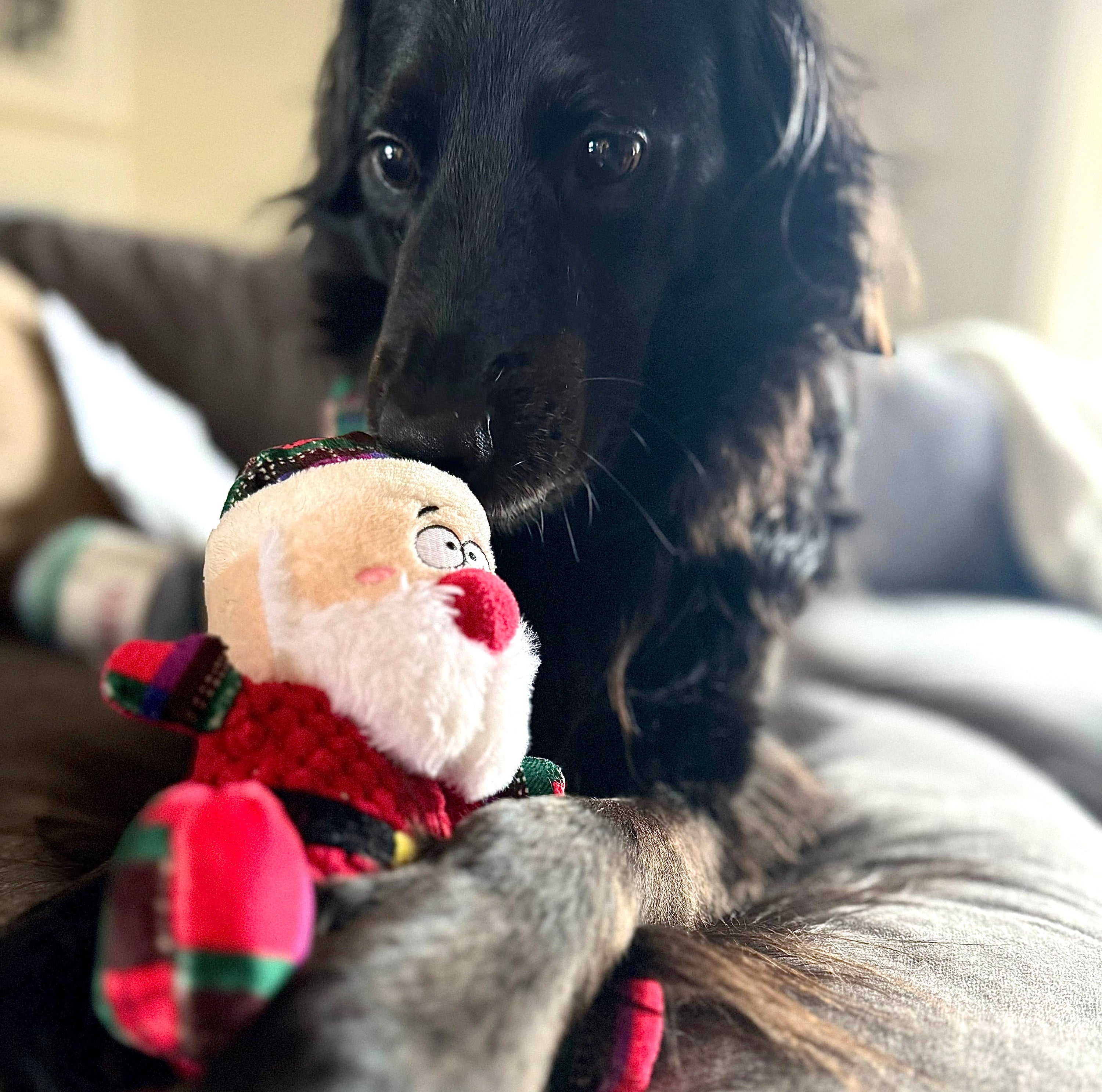 Christmas Box Dog Toy Box - Pawlipop