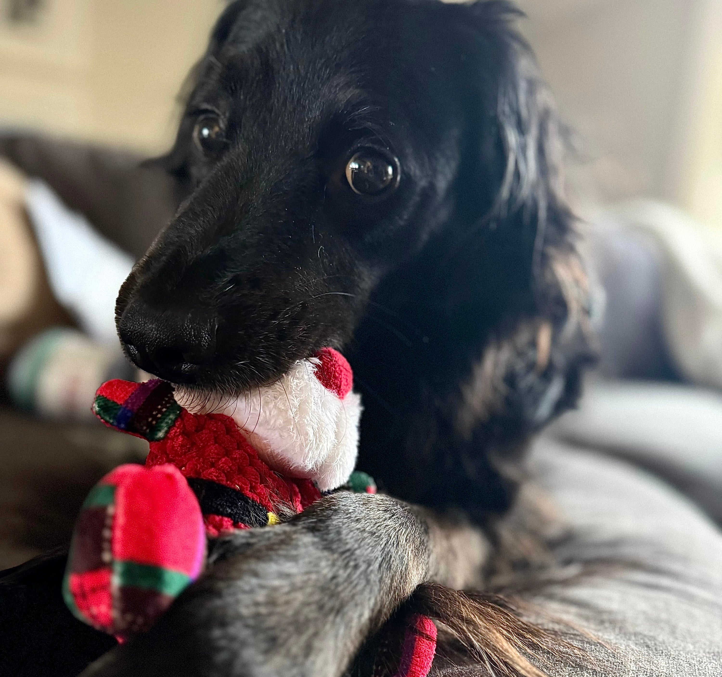 Christmas Box Dog Toy Box - Pawlipop