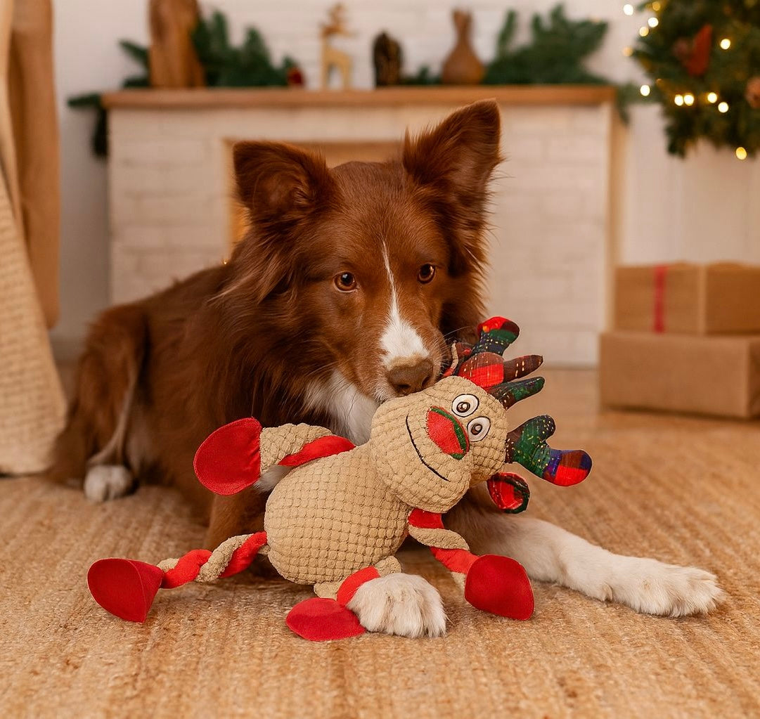 Dog playing, chewing a reindeer Pawlipop dog toy.
