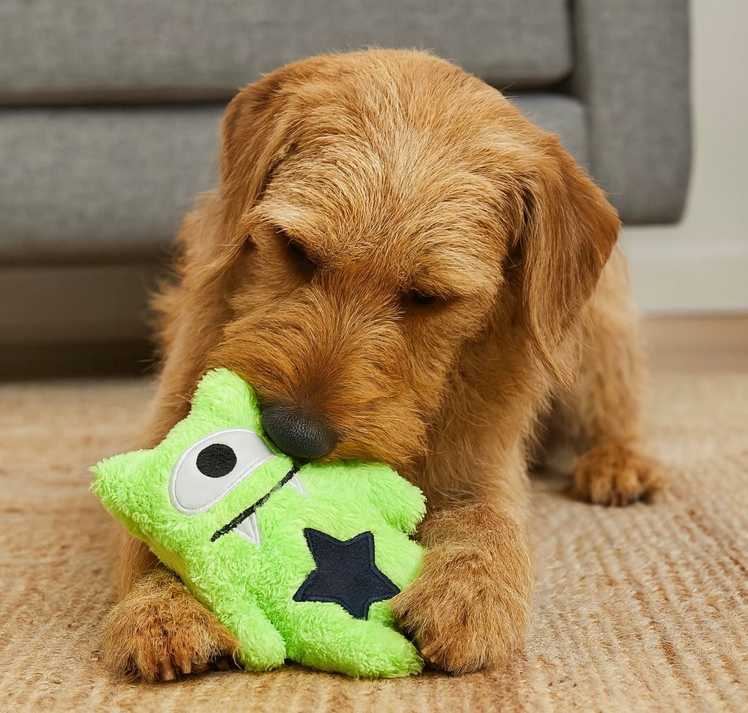 Dog playing, chewing a green monster toy. Pawlipop dog toys box Monsters Co themed with a lot of monsters-shaped toys . Interactive, rope, plush, squeaky, and chew toys