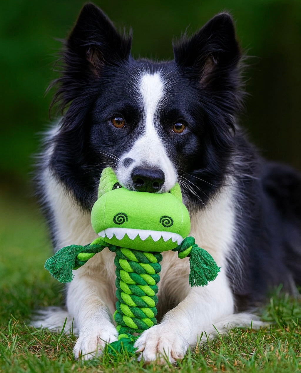 Dog playing with a green plush and rope crocodile-shaped pawlipop toy